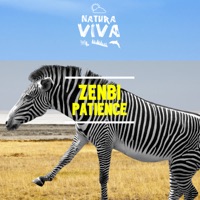 Patience - Single - Zenbi