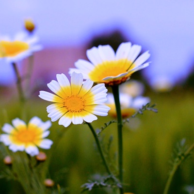 Trifolium Repens - Single