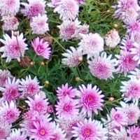 without u - Single - Pegasisflame