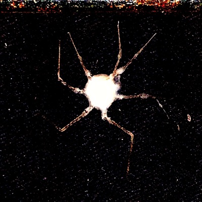 Smurtzavsichkishpionifreestyle - Single