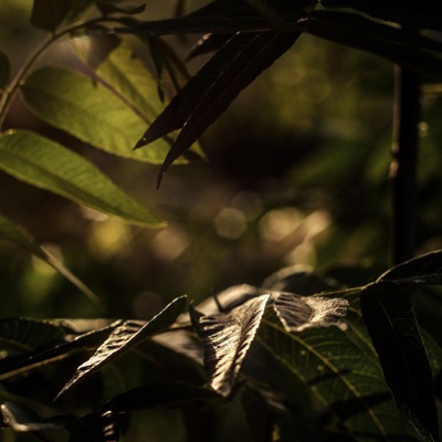 Don't Forget Me - Single