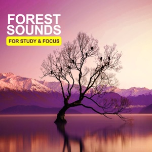 Forest Sounds For Study & Focus - EP