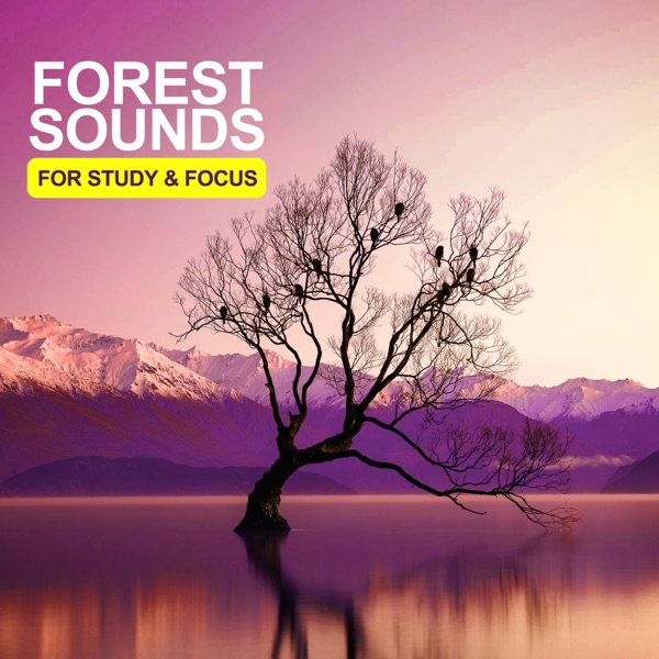 Forest Sounds For Study & Focus - EP