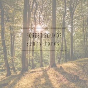 Sunny Forest