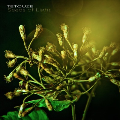 Seeds of Light - Single