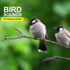 Bird Sounds To Focus & Study - EP