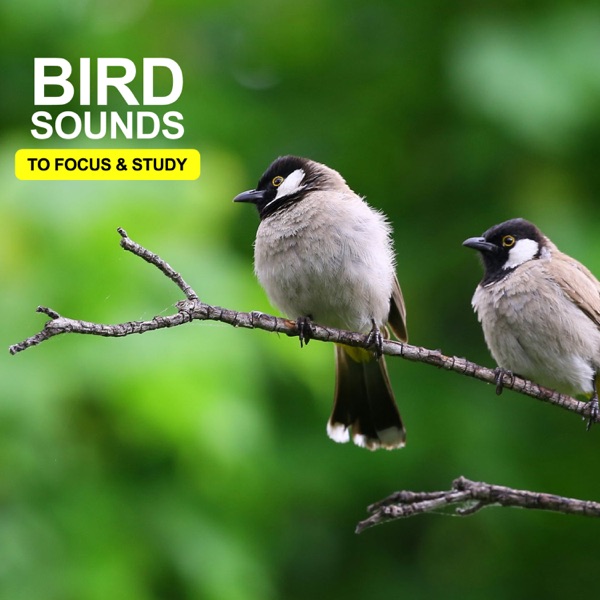 Bird Sounds To Focus & Study - EP