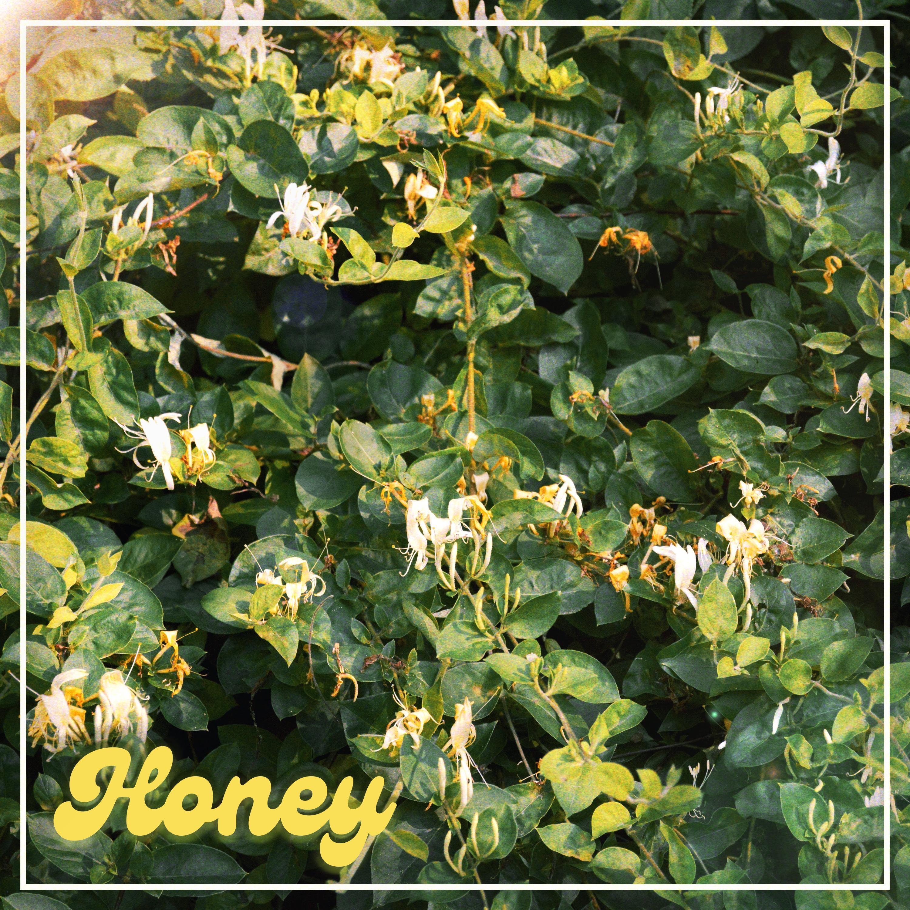 Honey - Single