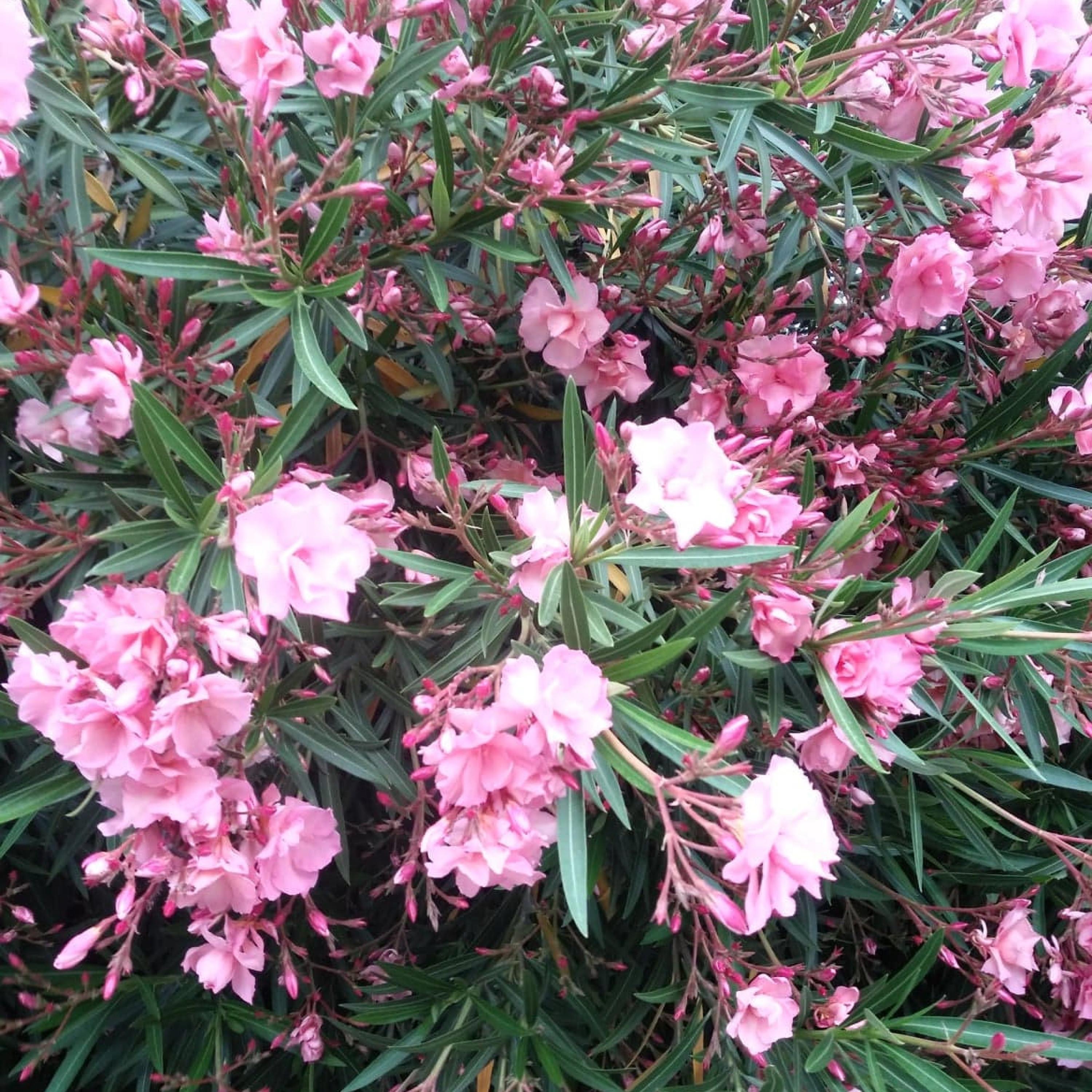 An Expression of Sorrow - EP