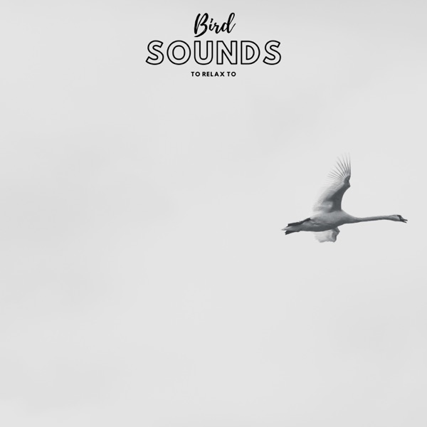 Bird Sounds To Relax To - Single