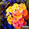 Tr__k (feat. Peej Capeesh) - Satchi lyrics