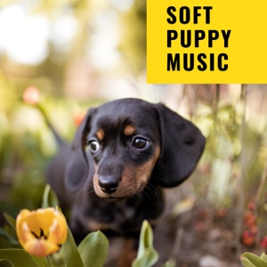 Soft Puppy Music