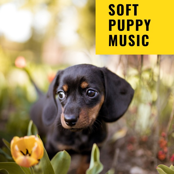 Soft Puppy Music