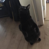 dnv (feat. roddie) - Single - VirginGod