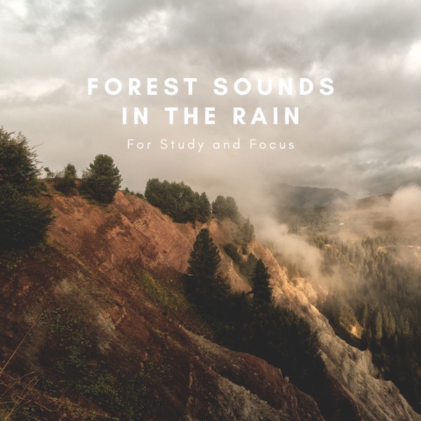 Forest Sounds In the Rain For Study and Focus