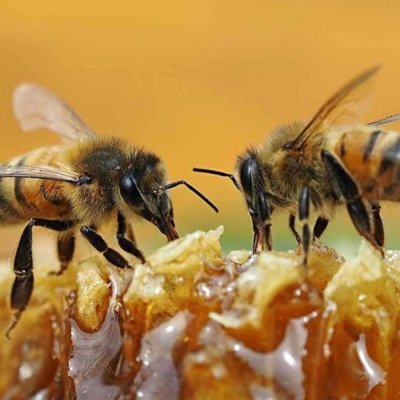 Come On Stacy - Single