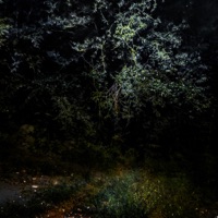 Dark Forest (feat. KTOF) - Single - Lebowski