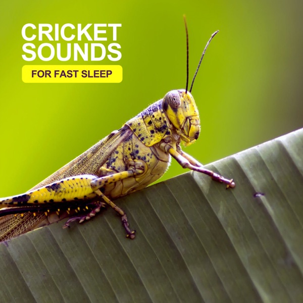 Cricket Sounds For Fast Sleep - Single