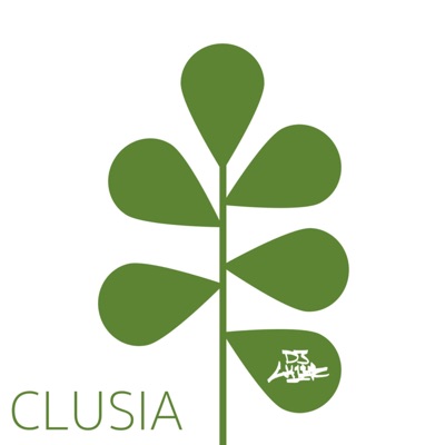 Clusia - Single