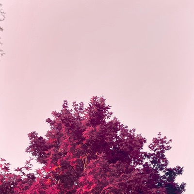 Fall - Single