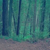 roses are dead - Single - Noah2000