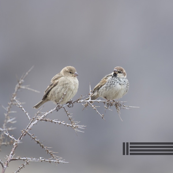 Sounds of Birds in a Windy Forest (Loopable)