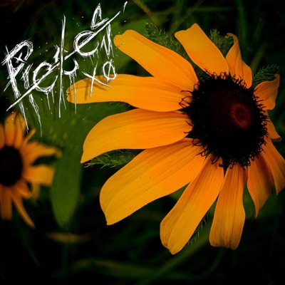 Pushing Dasies - Single