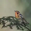 All Things, In Time