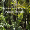 Sonidos de la Naturaleza Pájaros Insectos Viento - Relaxing Water Rasaruh