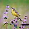 Pájaros Calmantes - Pájaros En El Bosque, Sonidos Del Bosque & Zona de Sonidos de la Naturaleza
