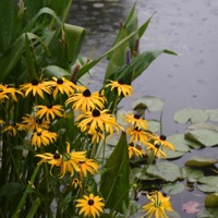 Covermeindaises - Single - ethannnkoylll