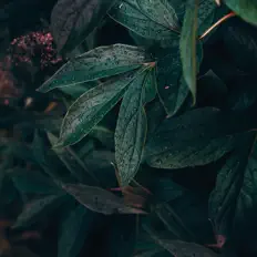 Dengarkan Ibiza Nature Sounds, tonton video musik, baca bio, lihat tanggal tur & lainnya!