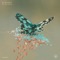 Blossoming of Life - Hangora lyrics