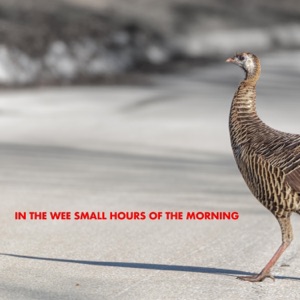 In the Wee Small Hours of the Morning - Single