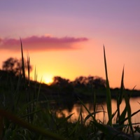 Summertime Sadness (feat. Olson Majerus) - Single - Koko040