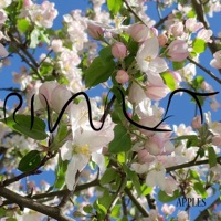 Apples - Single - Rivulet