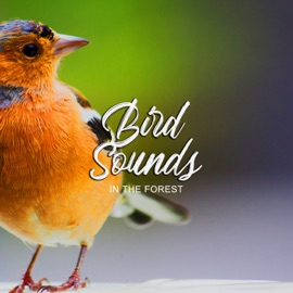 Bird Tree Zen Master