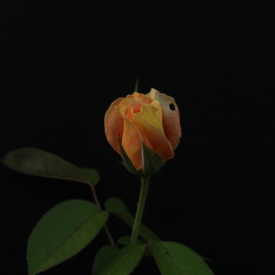 Flame (feat. Caspy) - Single