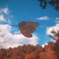 Orange Leaf - Single - Marckurr