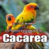 Cacarea - Single