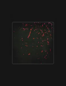 收听 Graffiti VanRae、观看音乐视频、阅读小传、查看巡演日期等 ！