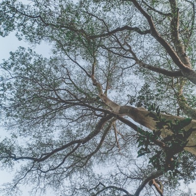 Terimakasih Tapi Maaf - Single