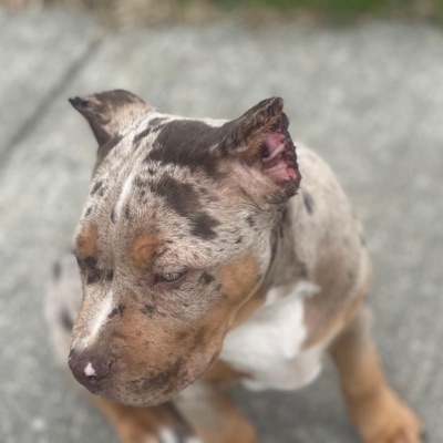 My Dawg (feat. Glock$tarKobe) - Single