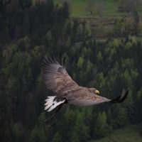 Royal Eagle (Instrumental) [Instrumental] - Single - Finch Beats