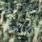 Ravenous - Basim lyrics