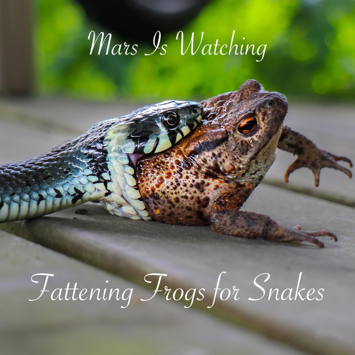 ‎Fattening Frogs for Snakes Album by Mars Is Watching Apple Music