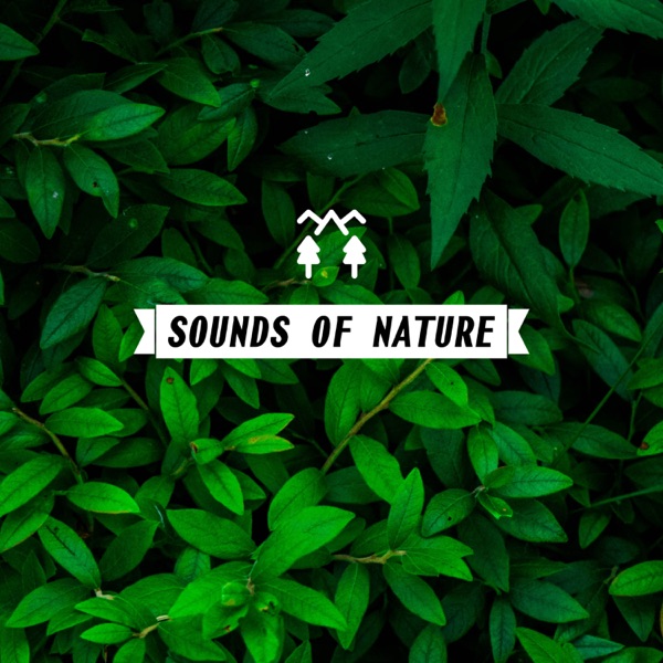 Pure Sounds of the Rain - EP