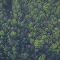 Lush Forest - Single - BIDØ