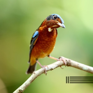 Calming Birds Sounds