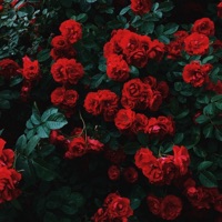 Mmmm - Single - Mango Rose